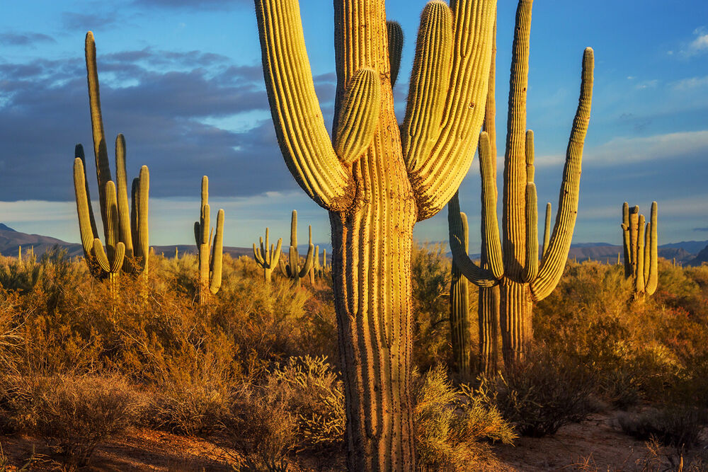 Arizona's Saguaro & Tucson Multi-Adventure Tour - 4-Day Getaway — Backroads