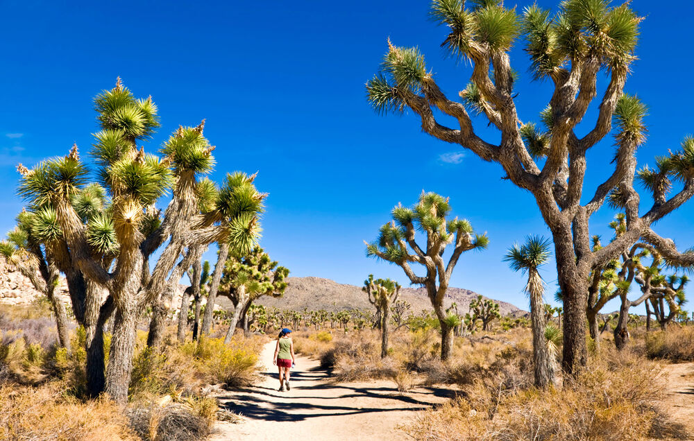 California's Palm Springs & Joshua Tree Easygoing Walking Tour - 4-Day Getaway — Backroads