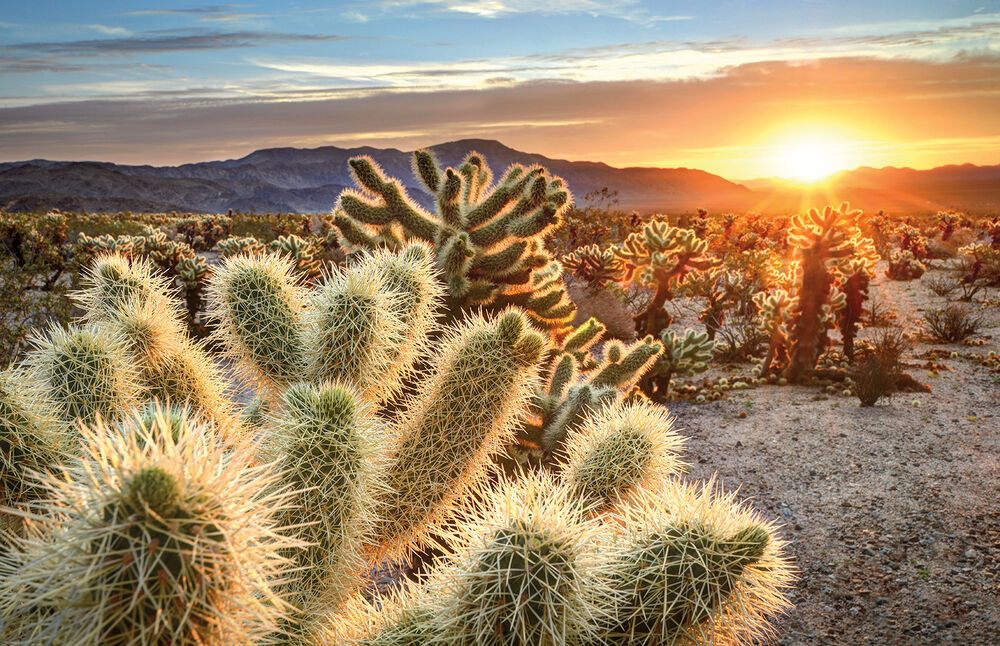 California's Palm Springs & Joshua Tree Hiking & Walking Tour - 4-Day Getaway — Backroads