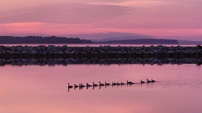 A line of ducks glides across still pink water at sunset along a Nova Scotia waterfront