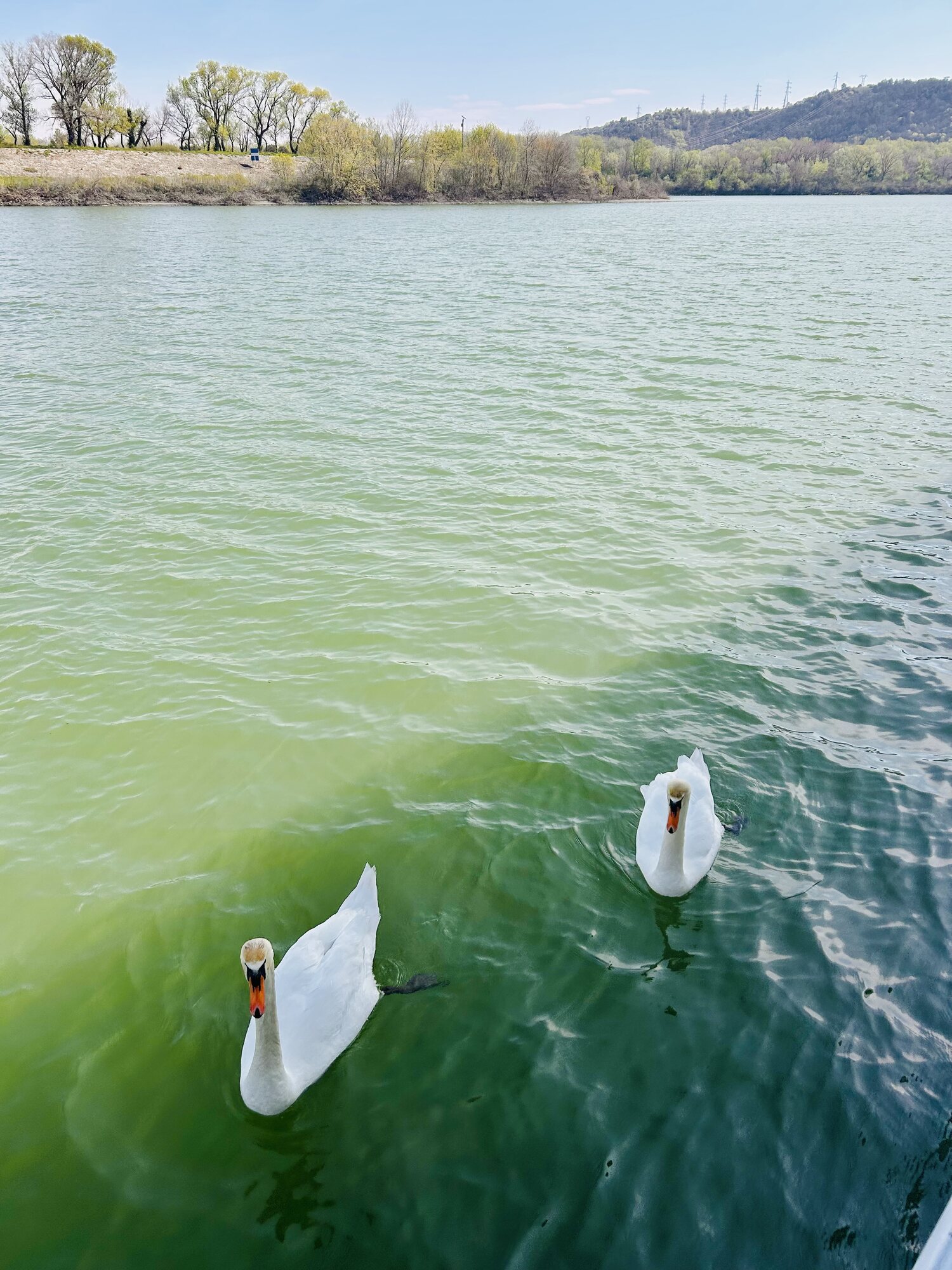 Two swans swim up to the stateroom veranda railing on the Rhône River near Viviers