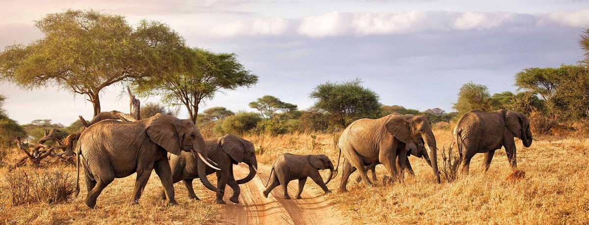 African Splendour — Micato Safaris