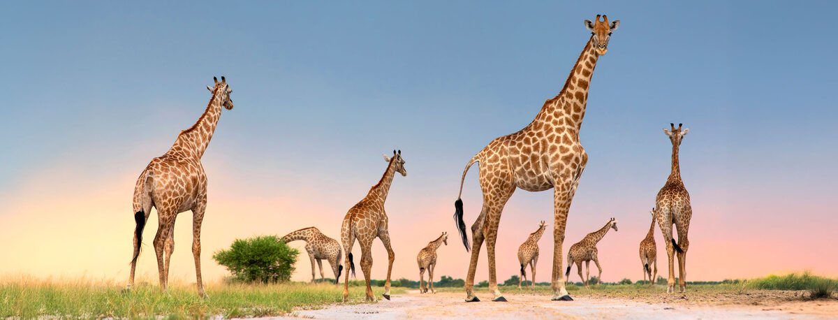 East Africa’s Golden Savannahs — Micato Safaris