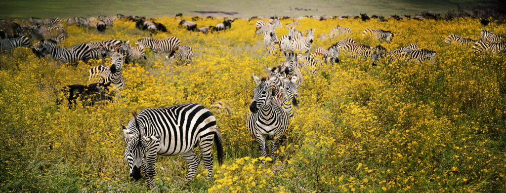 The Great Herds of Kenya & Tanzania — Micato Safaris