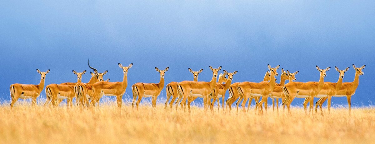Tanzania Spectacular — Micato Safaris