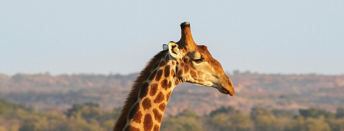 The Heart of Kenya & Tanzania — Micato Safaris