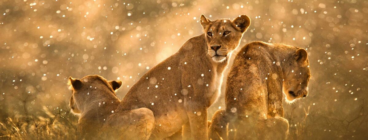 The Micato Grand Safari — Micato Safaris
