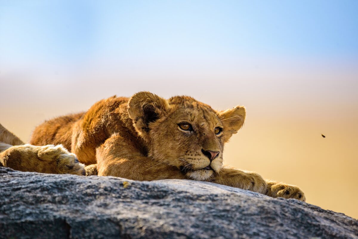 South Africa safari landscape